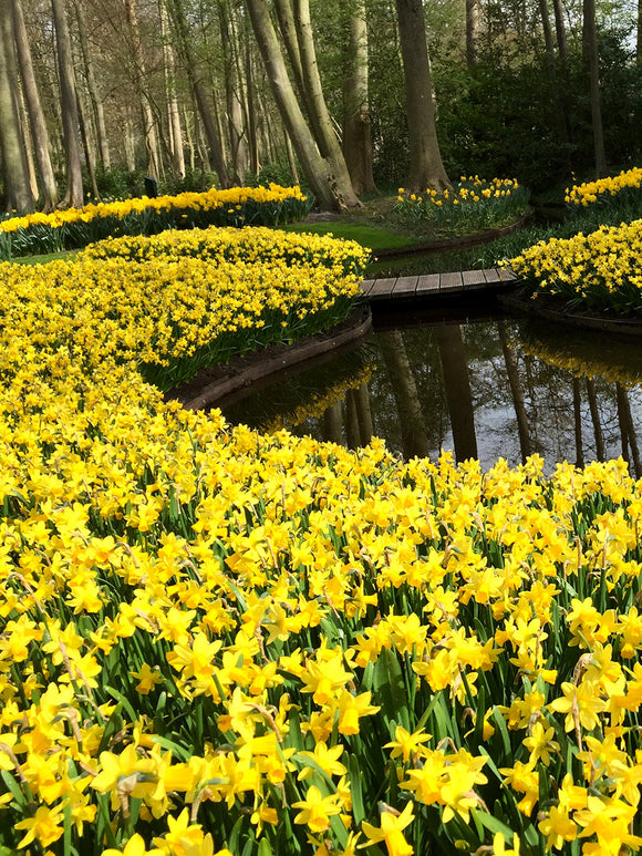 Tete a Tete Daffodils Bulbs