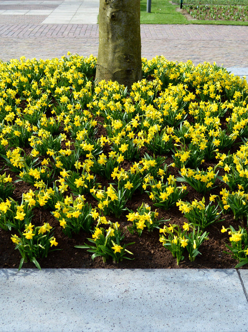 Narcissus Bulbs Tete a Tete UK