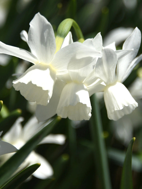 Narcissus Bulbs Thalia