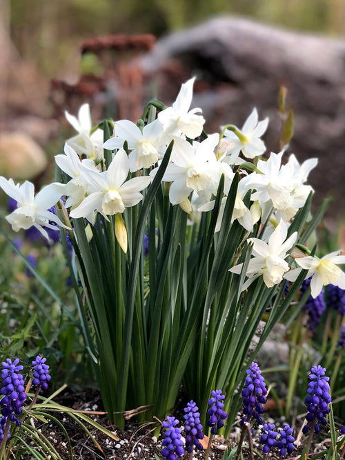 Mini Daffodil Narcissus Thalia White Fragrant Flowers