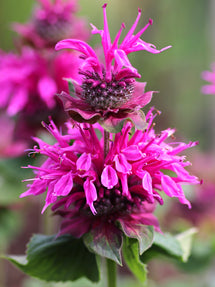 Monarda Bee-Free (Bee Balm)