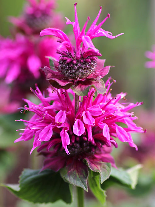 Buy Monarda Bee-Free (Bee Balm) bare roots