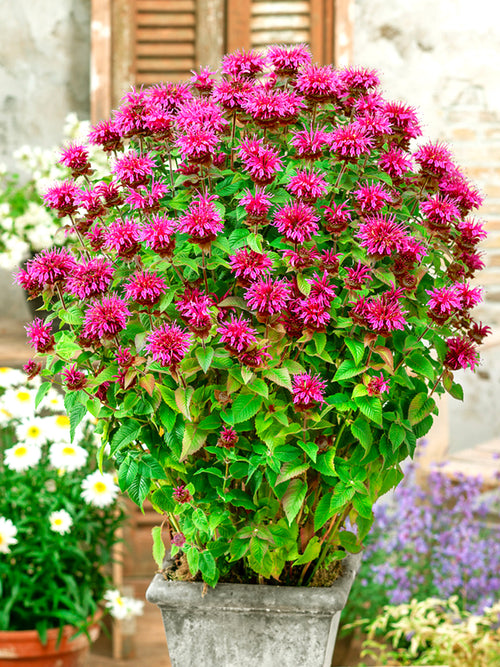 Monarda Bee-Free (Bee Balm) - Bergamot bare roots