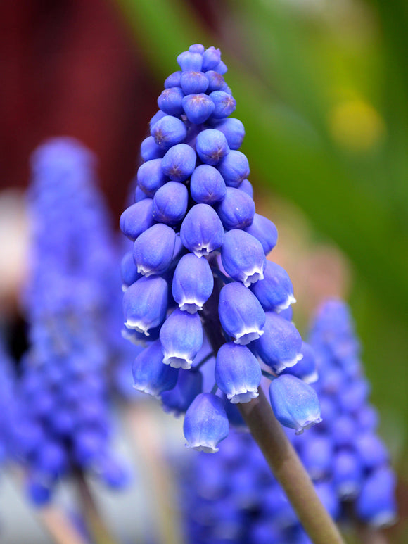 Grape Hyacinth Bulbs UK