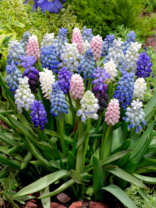 Muscari Magic Mix - Blue, white, purple and pink grape hycinths