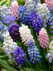 Muscari Magic Mix