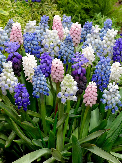 Muscari Magic Mix - Blue, white, purple and pink grape hycinths