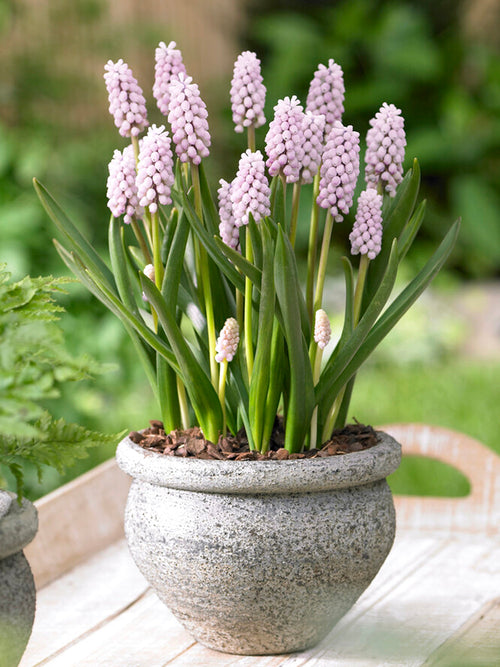 Pink Muscari Bulbs Shipping to the UK