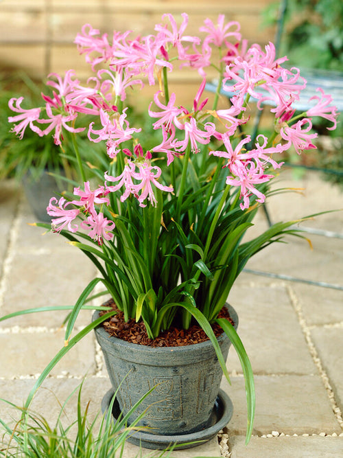 Nerine Bowdenii bulbs, Shipping to UK in Spring