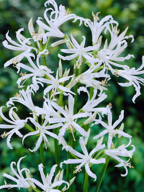 Buy Nerine Bowdenii Alba bulbs for UK shipping