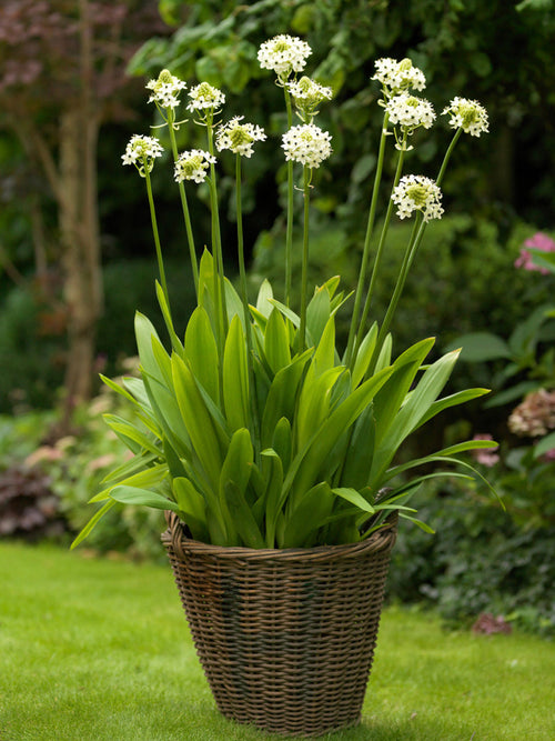 Arabian Starflower bulbs