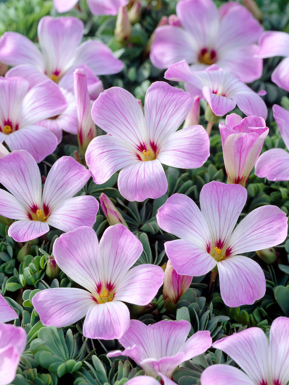 Oxalis Adenophylla (Silver Shamrock) DutchGrown™