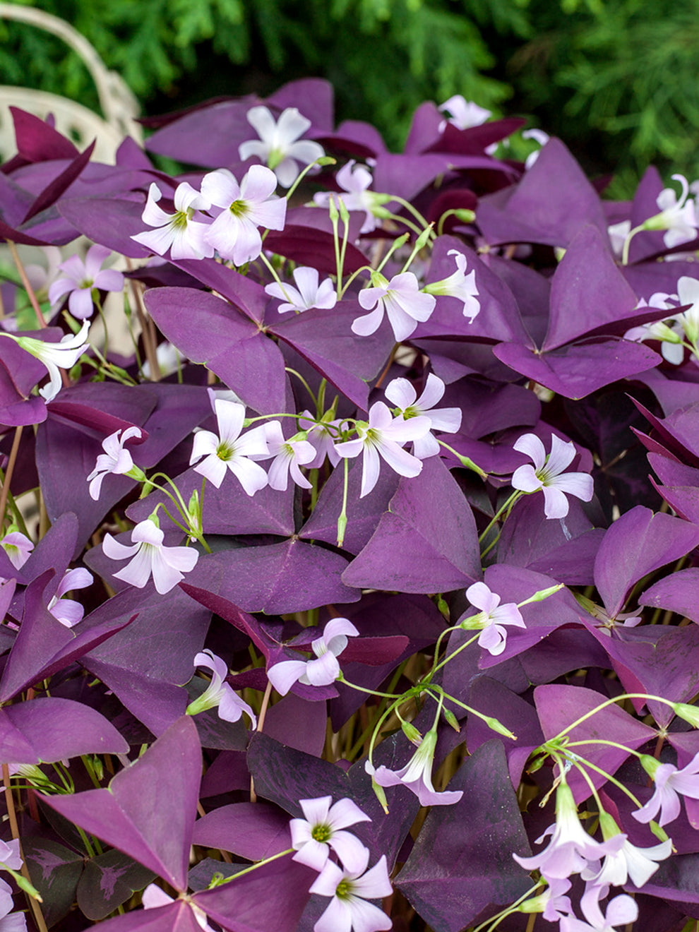 Occalis Triangularis Oxalis triangularis Mijke (Purple Shamrock) | DutchGrown™