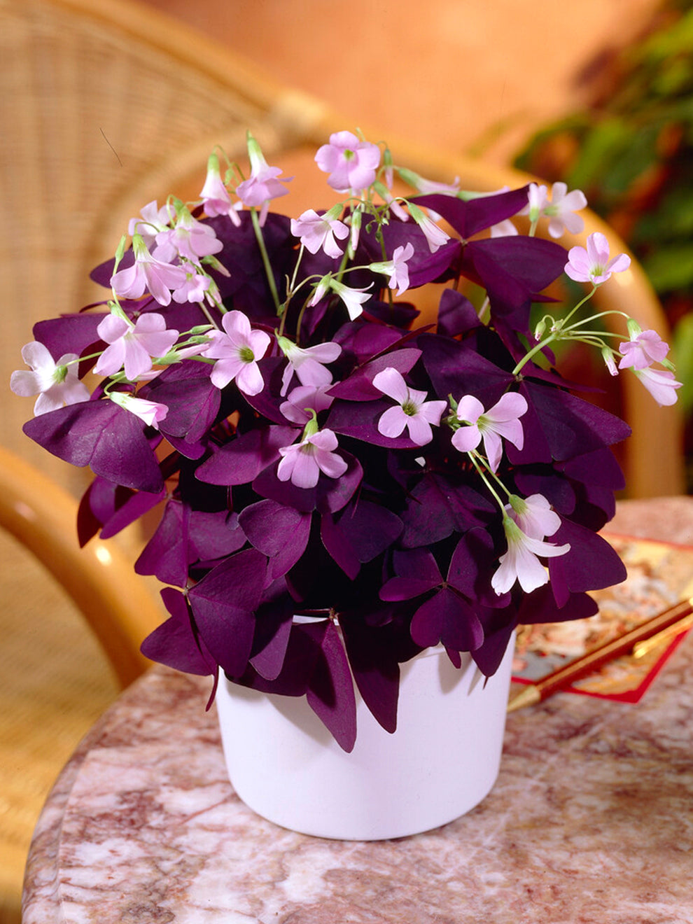 purple shamrock house plant Oxalis triangularis Mijke (Purple Shamrock)