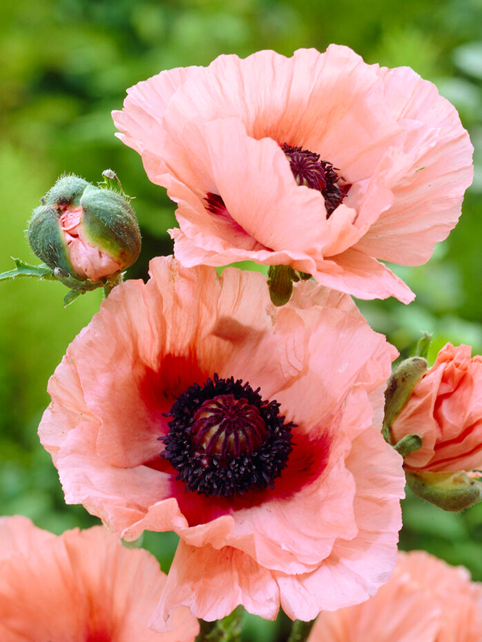NEW HARVEST Papaver Poppy Seeds – 4 Lbs Premium Blue Poppy, Annual, Full Sun, Outdoor