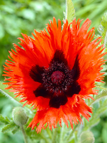 Papaver Curlilocks (Oriental Poppy)