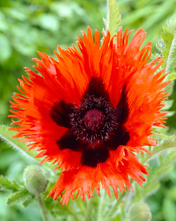 Papaver Curlilocks (Oriental Poppy) bare root for spring planting 