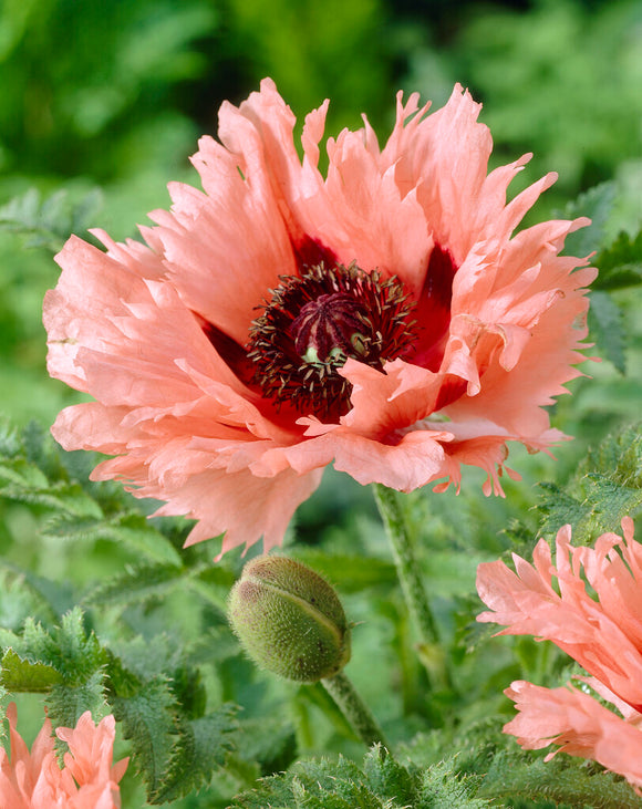 Papaver Forncett Summer (Oriental Poppy) bare roots