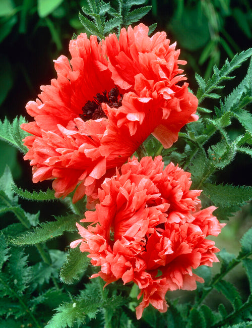 Papaver Garden Glory (Oriental Poppy) EU delivery in the spring