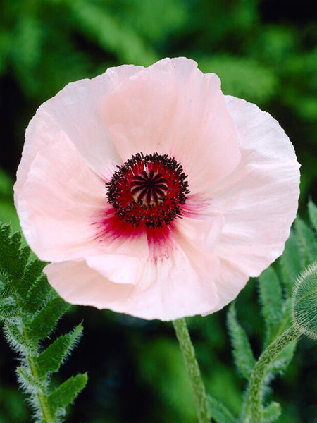 Papaver Karine (Oriental Poppy) | DutchGrown™