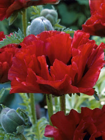 Papaver King Kong (Oriental Poppy)