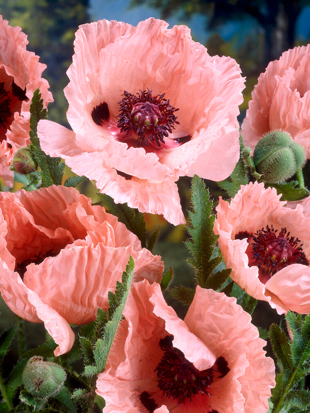 Dutch Poppy Papaver Mrs Perry (Oriental Poppy) | DutchGrown™