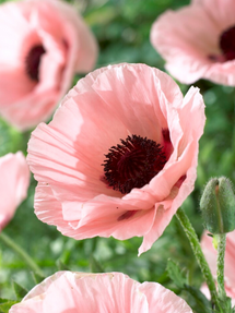 Papaver Paradiso (Oriental Poppy)