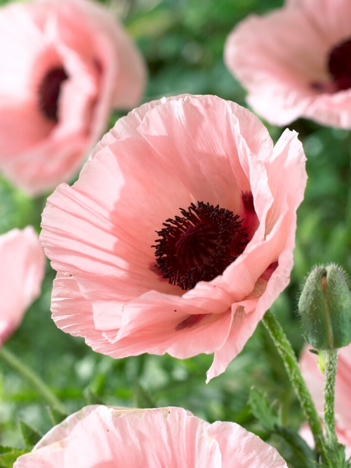 Papaver Paradiso (Oriental Poppy) order online for EU delivery