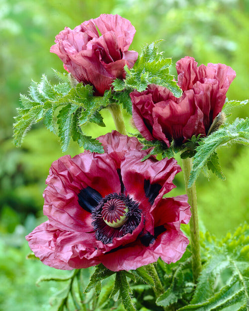 Papaver Patty's Plum (Oriental Poppy) bare roots from Holland