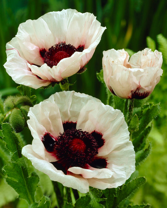 Papaver Perry's White (Oriental Poppy) Bare roots from Holland