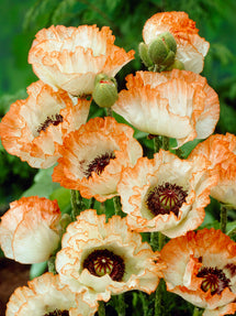 Papaver Picotee (Oriental Poppy)