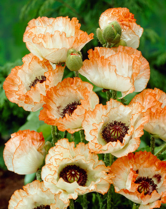 Papaver Picotee (Oriental Poppy) bare roots from spring planting