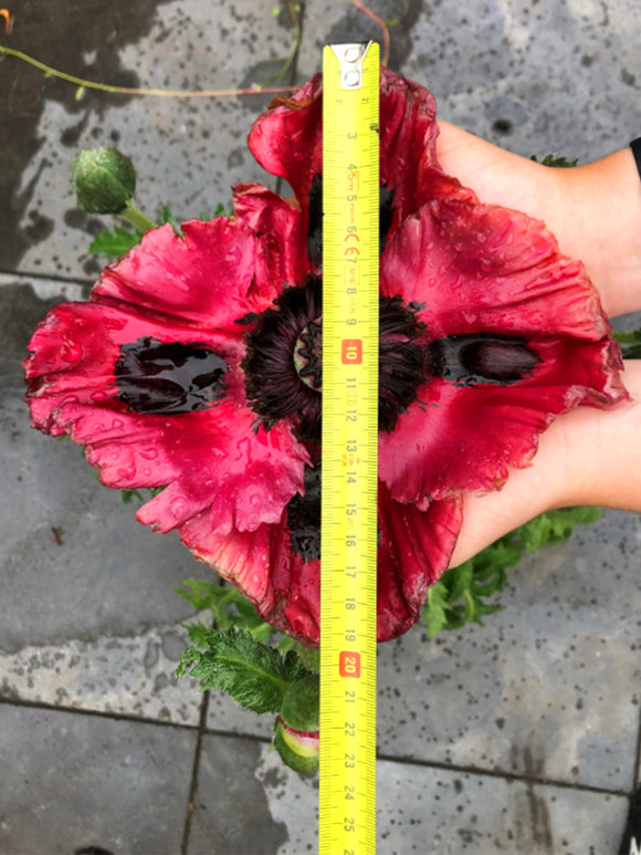 Papaver Red Rumble