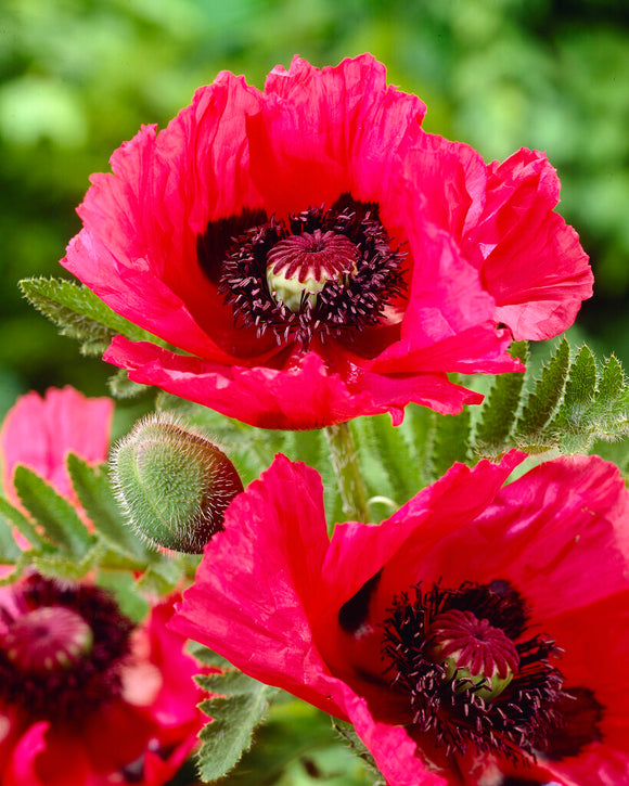 Papaver Watermelon (Oriental Poppy) bare roots from Holland