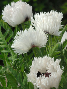 Papaver White Ruffles (Oriental Poppy)
