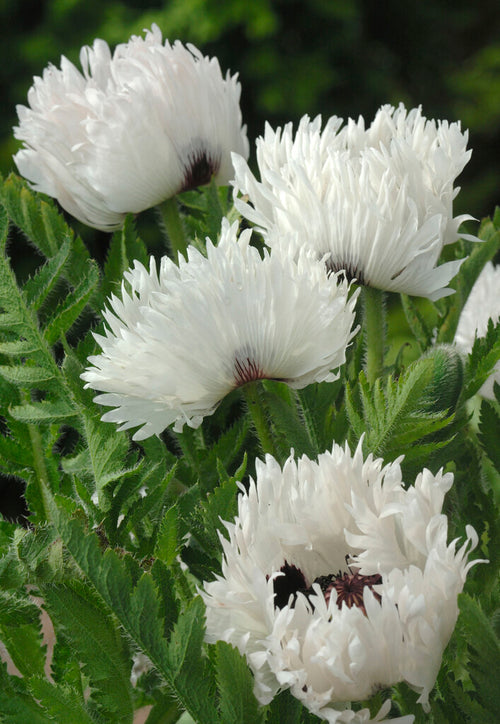 Papaver White Ruffles (Oriental Poppy) bare roots white blooms in the spring