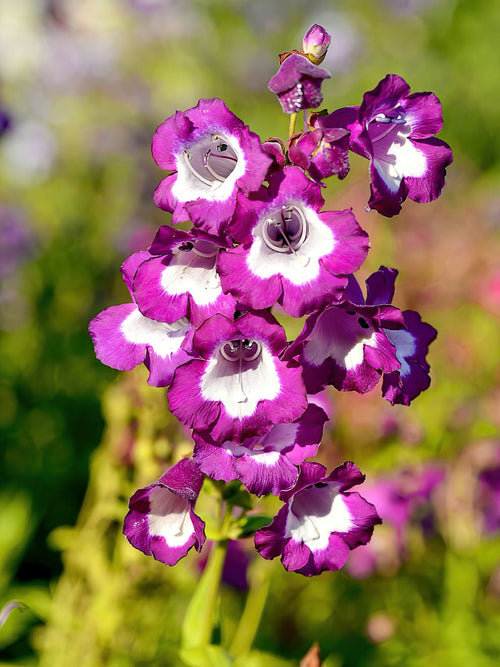 Penstemon Pretty Petticoat Bare Roots