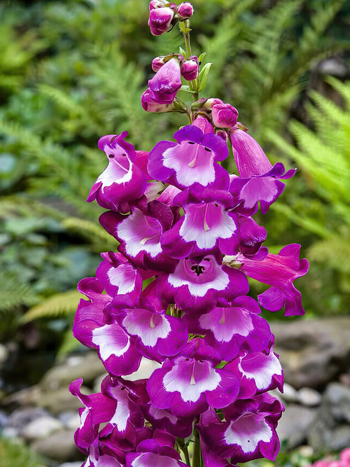 Penstemon Pretty Petticoat EU deilvery in the spring