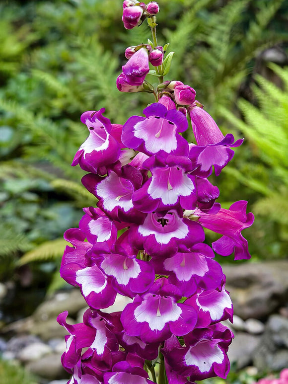 Penstemon Pretty Petticoat EU deilvery in the spring