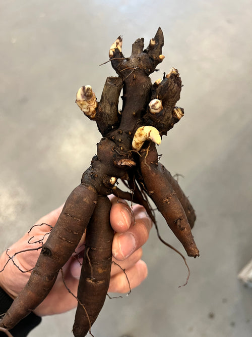 Peony Roots