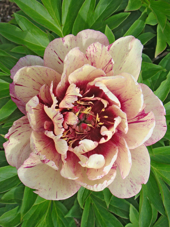 Buy Peony All That Jazz - EU Shipping