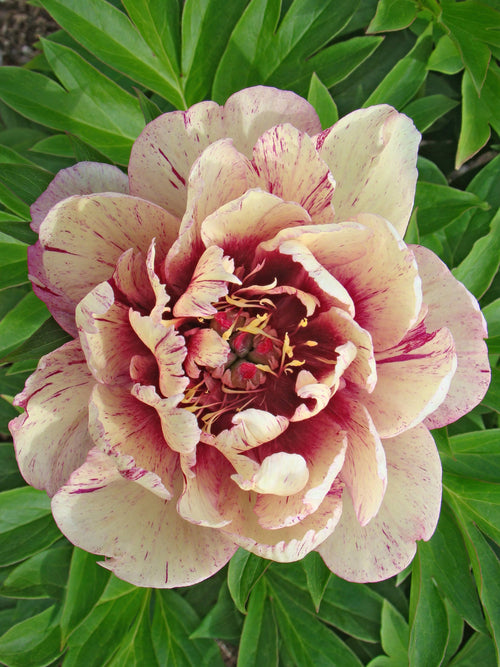 Buy Peony All That Jazz - EU Shipping in spring