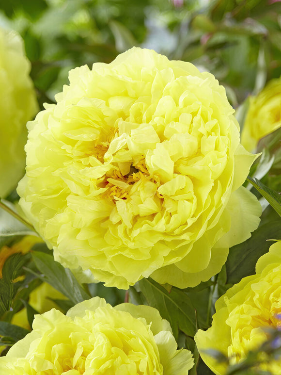 yellow peony- Peony Bartzella