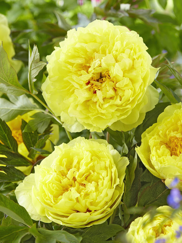 bare root peonies - Peony Bartzella