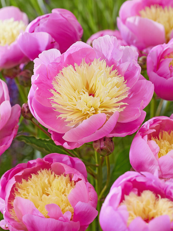 Buy Peony Bowl of Beauty