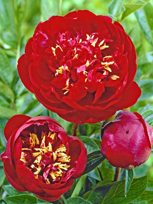 Buy Peony Buckeye Belle