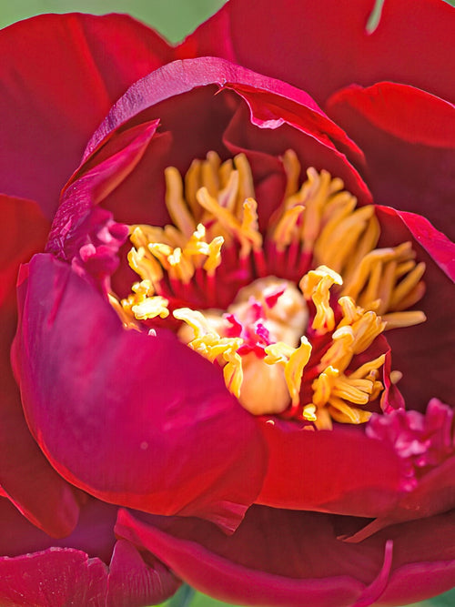 Buy Peony Buckeye Belle - Europe Shipping