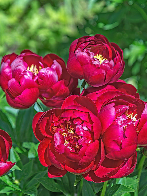 Peony Bare Roots - Peony Buckeye Belle