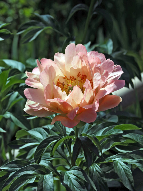 Peony Canary Brilliants for EU Shipping