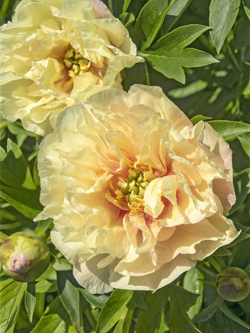 Peony bare roots - Peony Canary Brilliants 